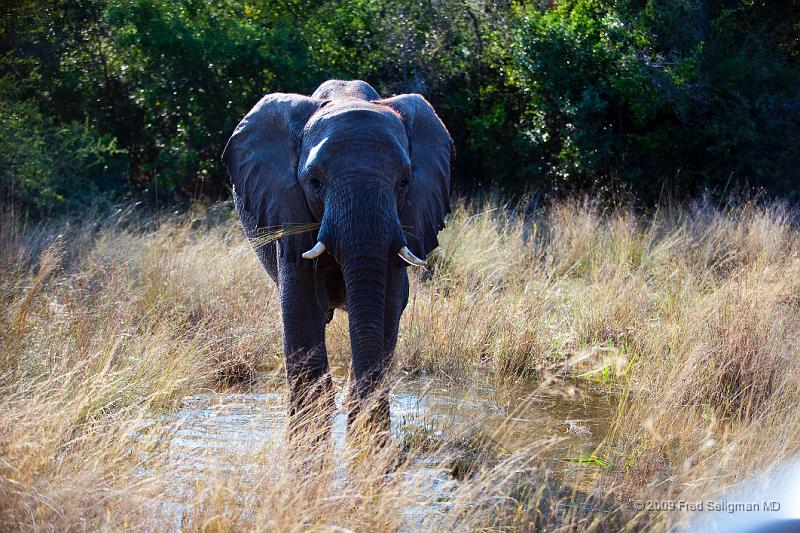 20090614_091428 D3 X1.jpg - Following large herds in Okavango Delta